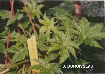 B. ‘Carol Star’
